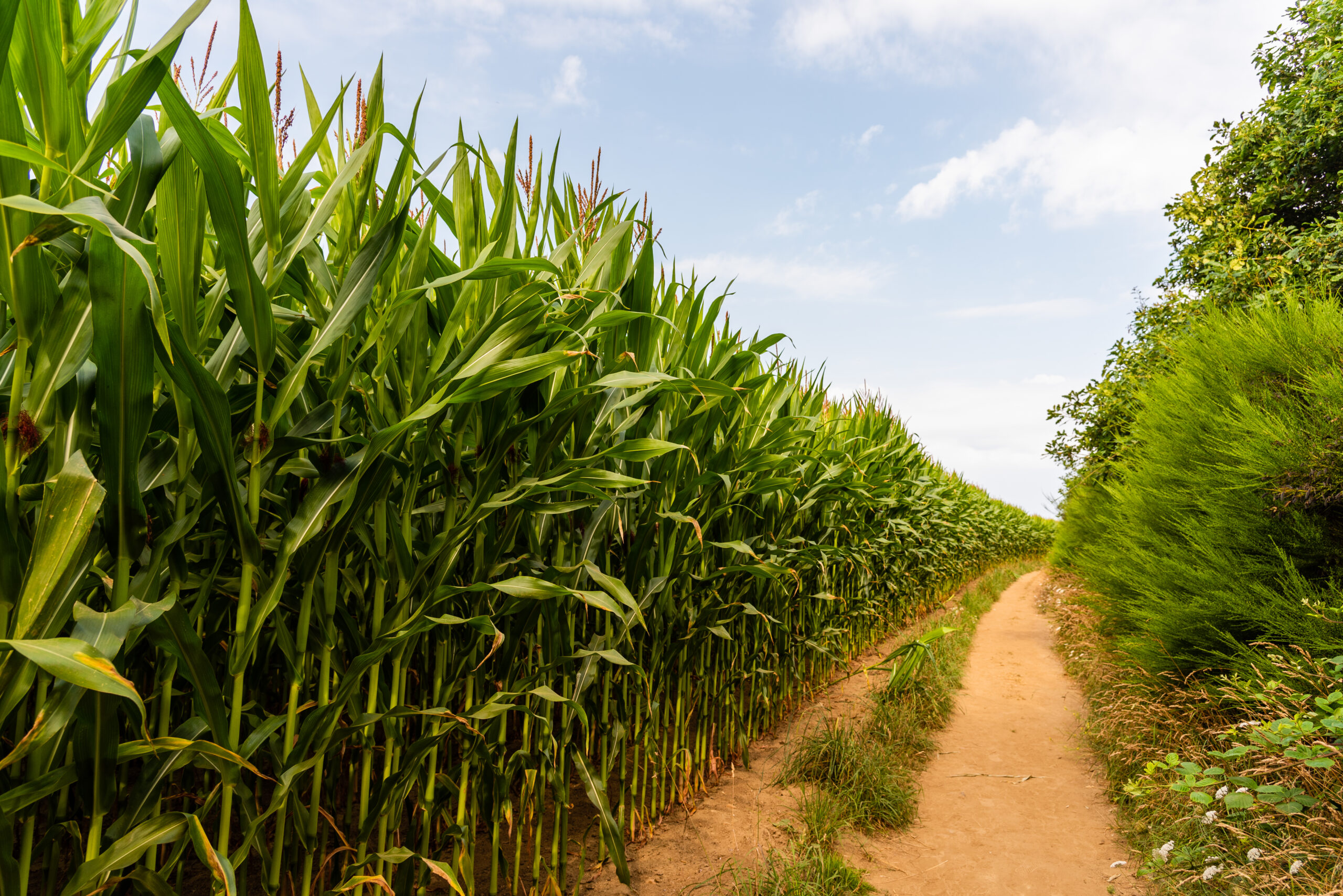 A path in the cornfield in the countryside